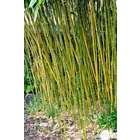 Bambou moyen phyllostachys bissetii 150/200 cm: pot de 18 litres